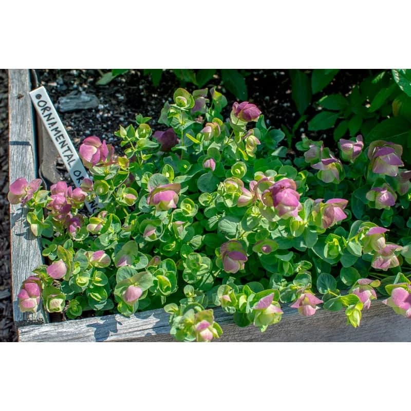 Kirigami Ornamental Oregano Seeds — Cascading Foliage Accent - Alt