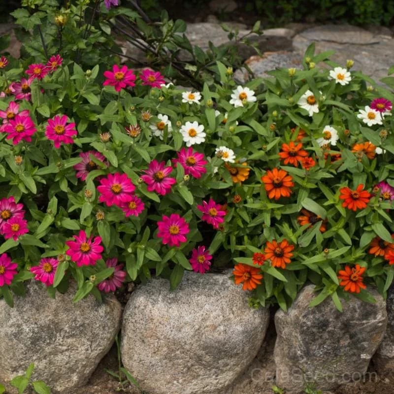 Profusion Mix Zinnia Seeds — Nonstop Blooming Flower Mix - Main
