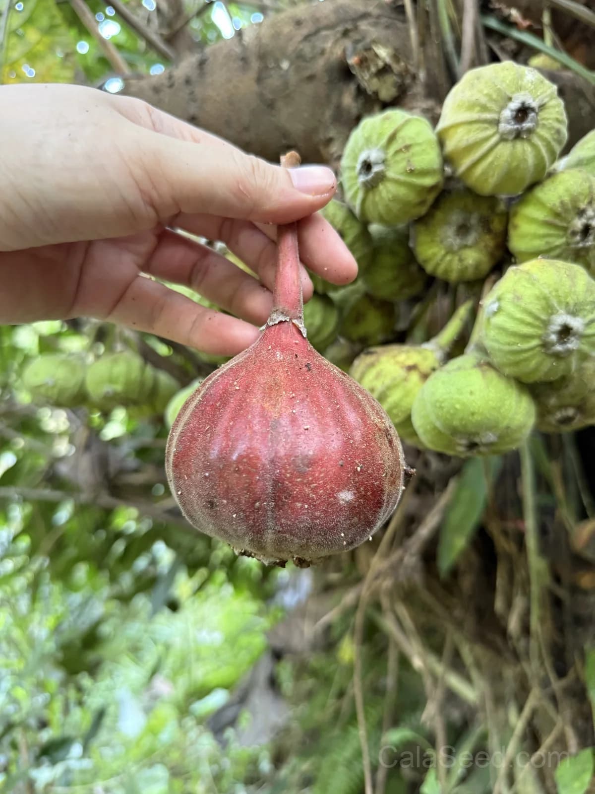Fig 'Purple' Seeds — Sweet Ornamental Fruit - View 6