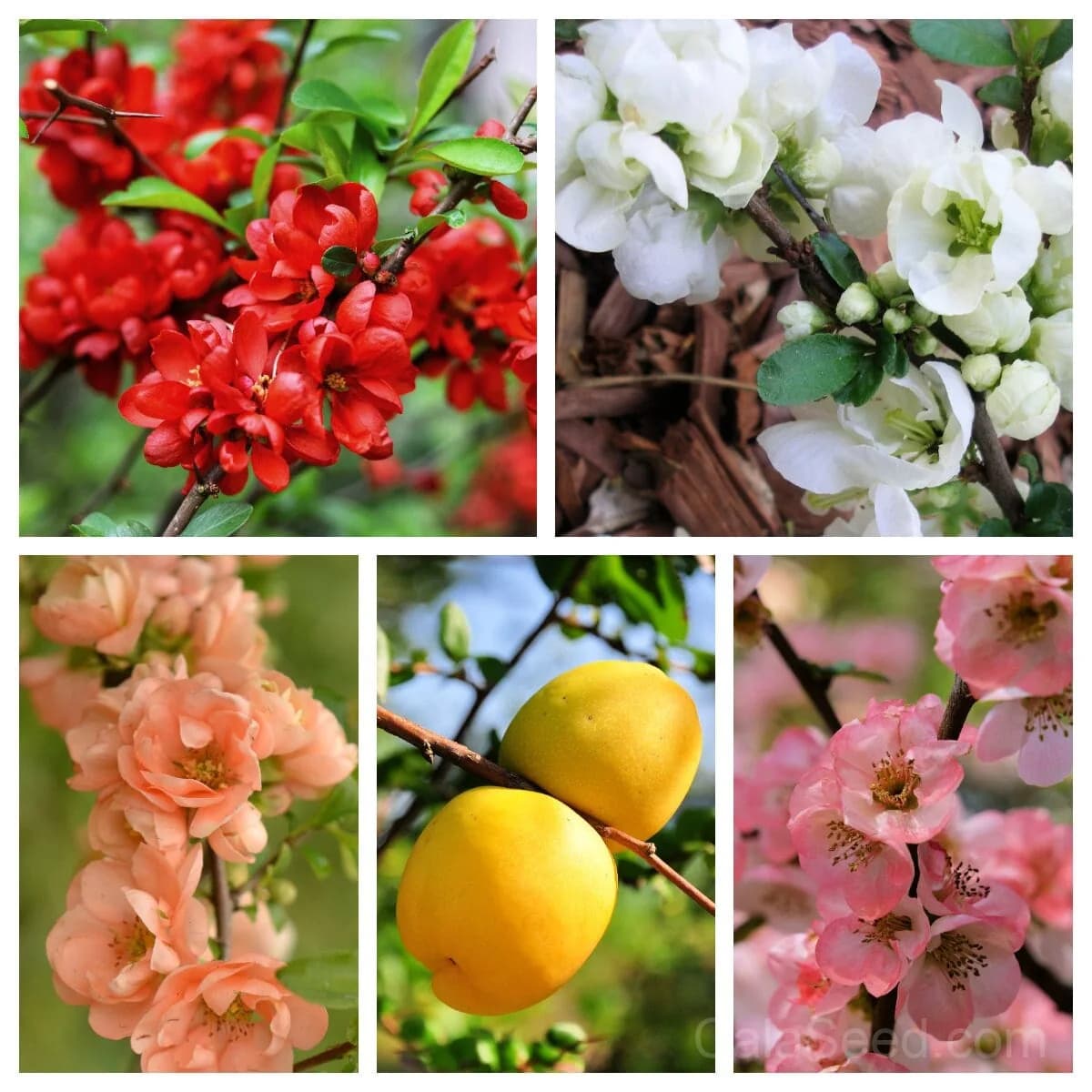 Flowering Quince 'Chaenomeles Speciosa' Seeds — Multicolor Spring Blooms - View 2