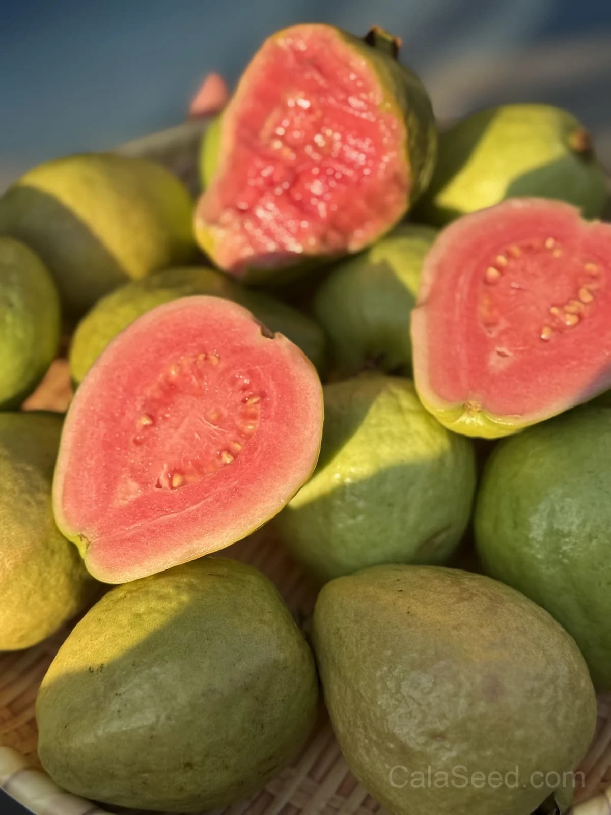 Guava Pink Seeds — Sweet Tropical Fruit - Main
