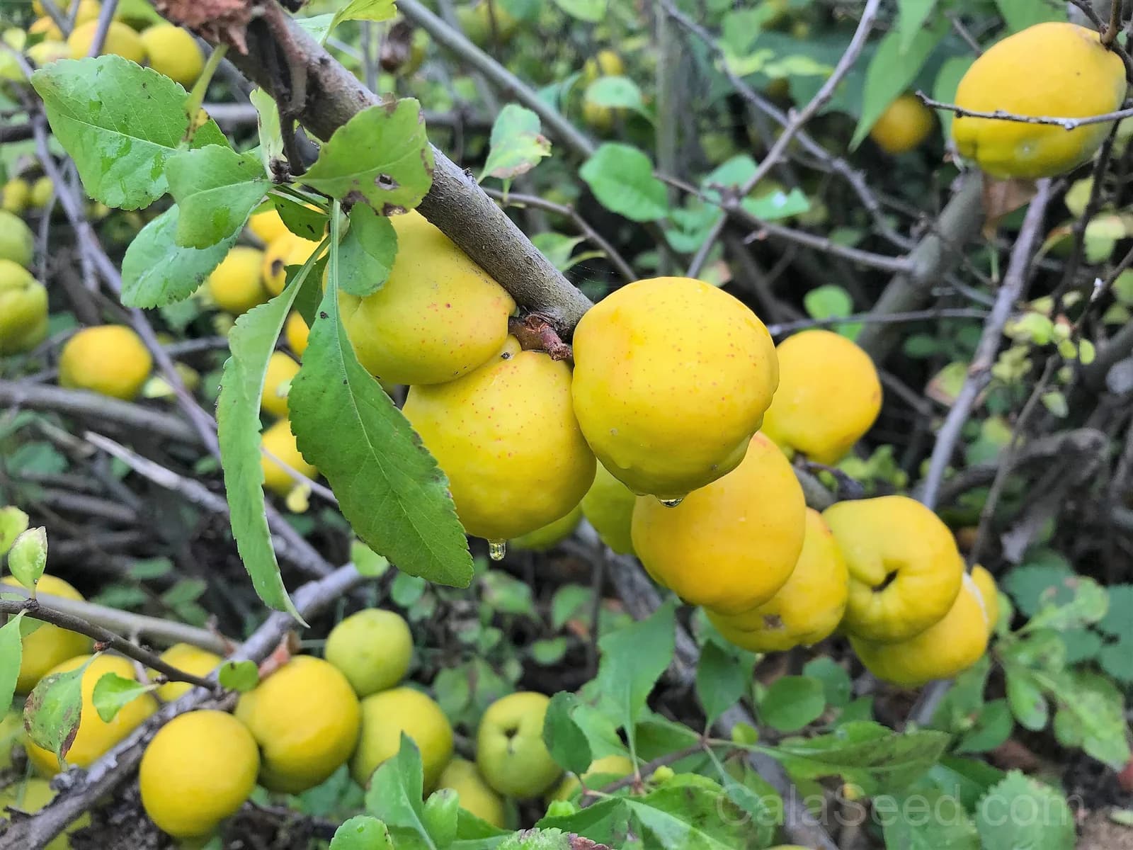 Flowering Quince 'Chaenomeles Speciosa' Seeds — Multicolor Spring Blooms - View 5