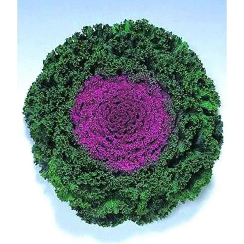 Kamome Red Flowering Cabbage Seeds — Ornamental Edible Foliage - Main
