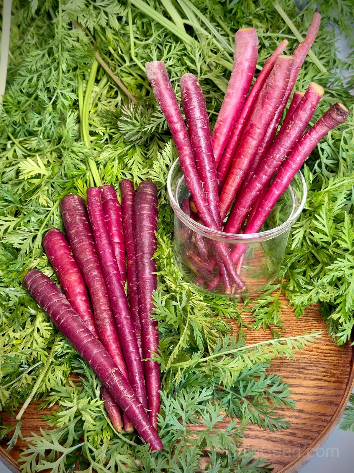 Salad Rose Radish Seeds — Crunchy Heirloom Root Vegetable - View 2
