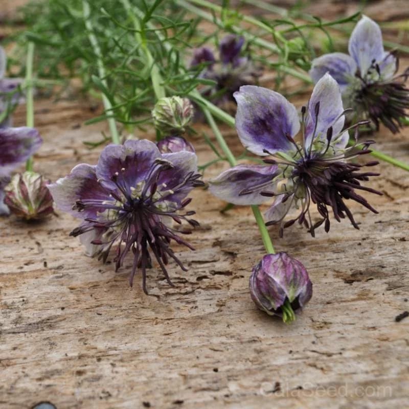 Nigella 'Delft Blue' Seeds — Heirloom Blue Blooms - View 3