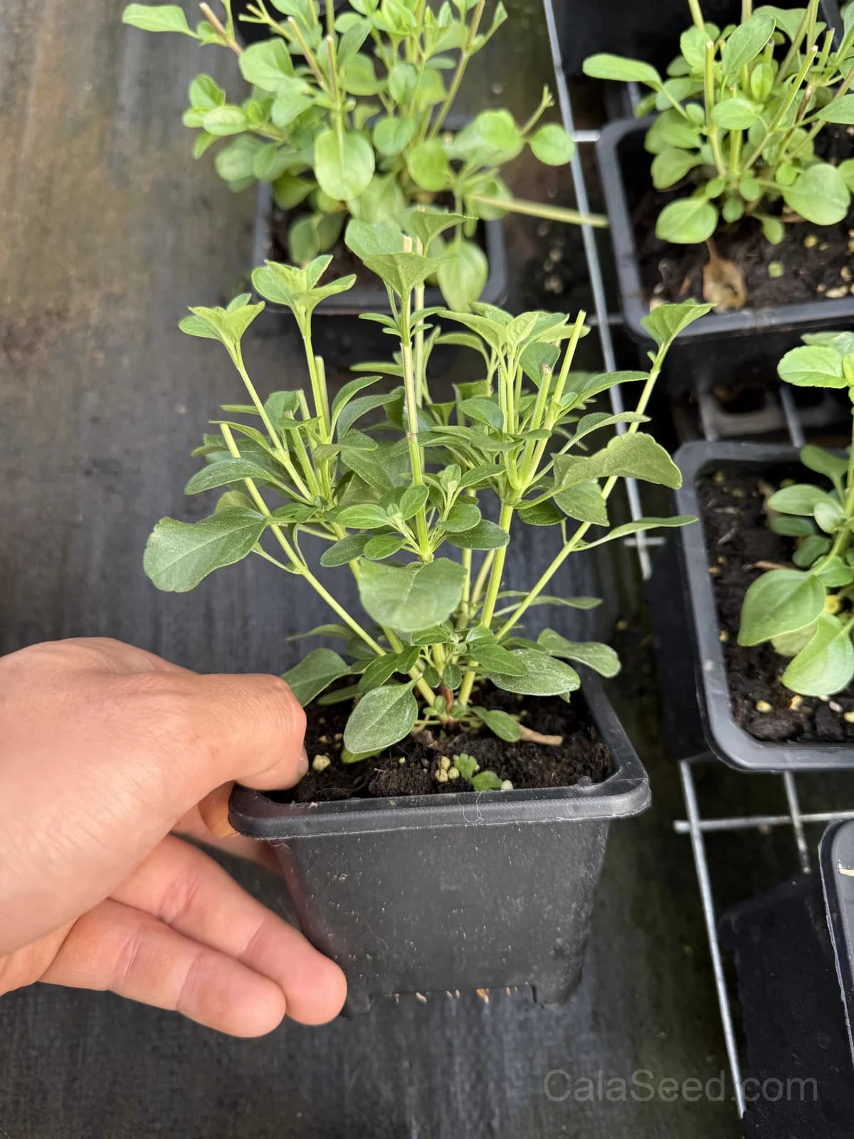 Bonfire Salvia Seeds — Vibrant Red Summer Blooms - View 6