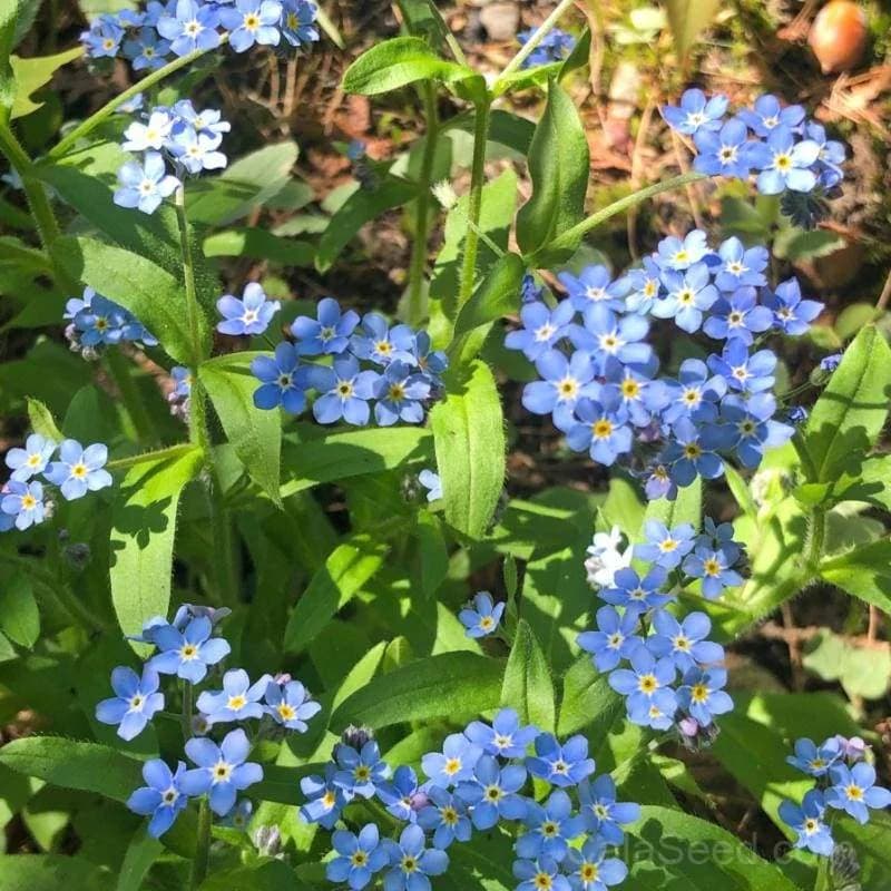 Forget-Me-Not Seeds — True Blue Perennial Flowers - Main