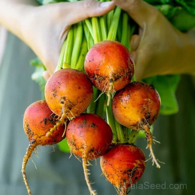 Golden Beet Seeds — Sweet Heirloom Root Vegetable - Main