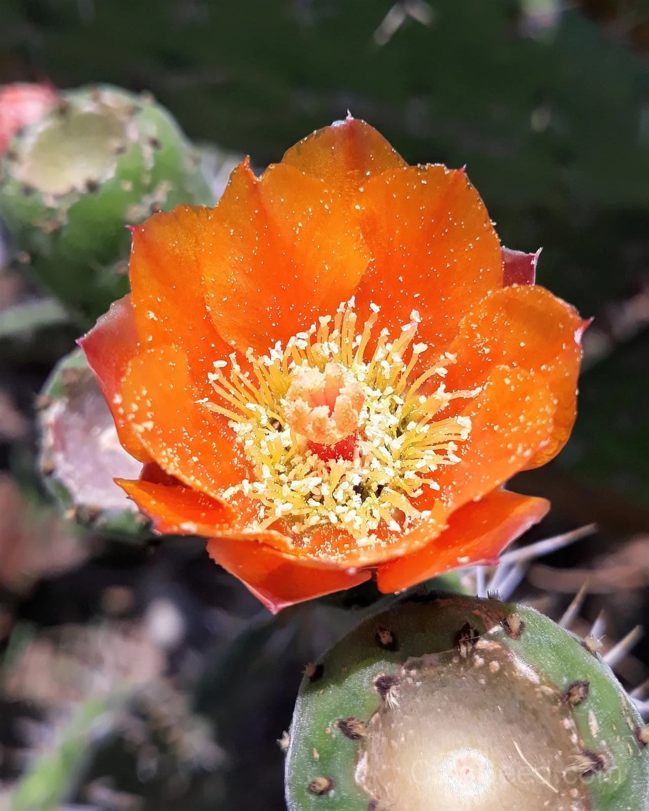 Prickly Pear Cactus 'Opuntia Ficus-Indica' Seeds — Edible Fruit & Flowers - Alt