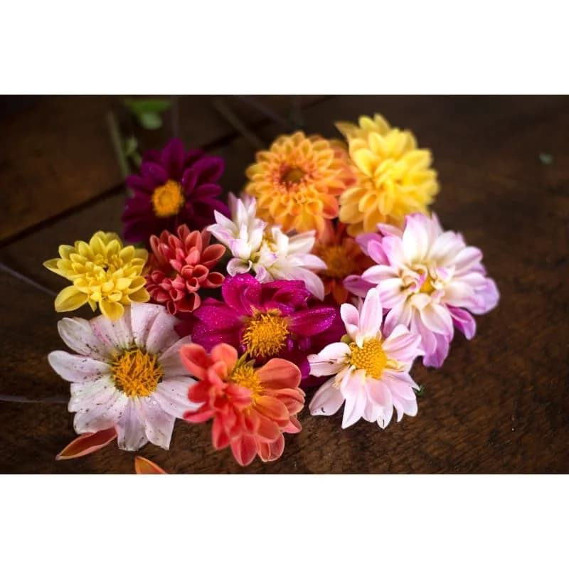Double Extreme Dahlia Seeds — Massive Dinnerplate Blooms - View 3