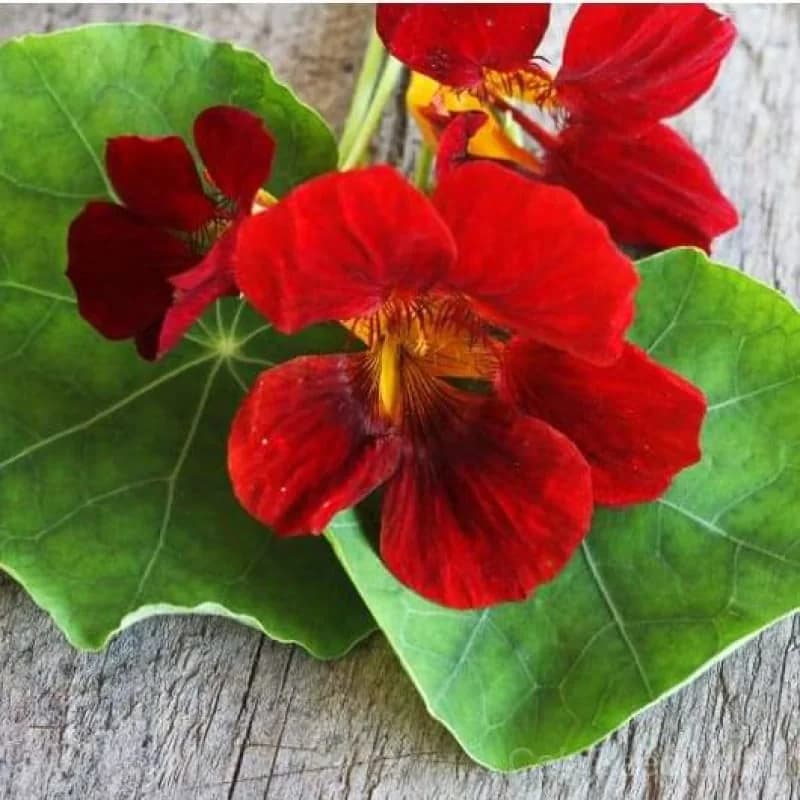 Black Velvet Nasturtium Seeds — Dark Velvety Blooms - Alt