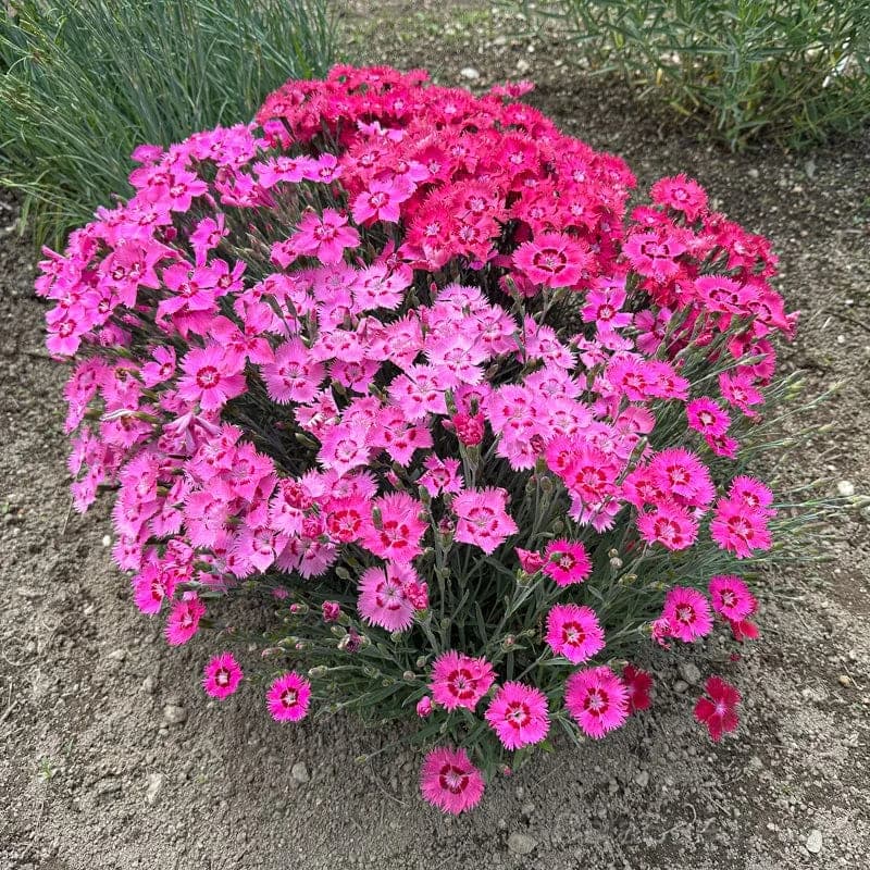 Flavora Rose Shades Dianthus Seeds — Bicolor Fragrant Blooms - Alt
