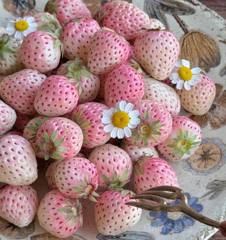Mini Pink Strawberry Seeds – Sweet, Juicy, High Germination & Easy to Grow - Main
