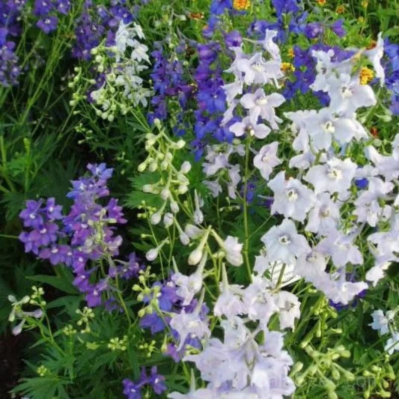 Connecticut Yankees Mix Delphinium Seeds — Classic Cottage Garden Bloom - Main