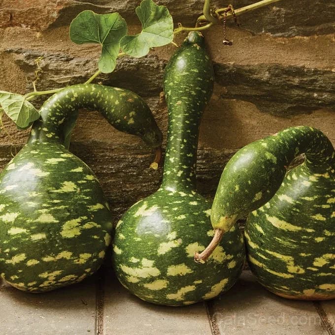 Speckled Swan Gourd Seeds — Ornamental Heirloom Winter Squash - Main