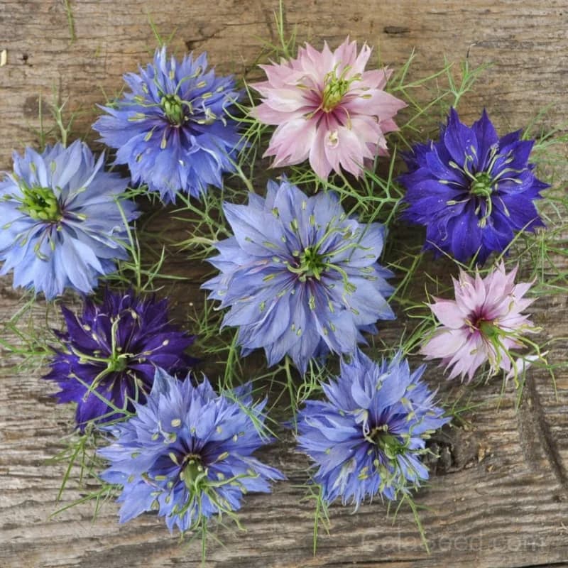 Persian Jewels Nigella Seeds — Exquisite Ornamental Blooms - Main