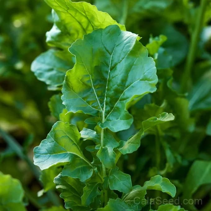 Rocket 'Roquette' Arugula Seeds — Peppery Salad Green - Main