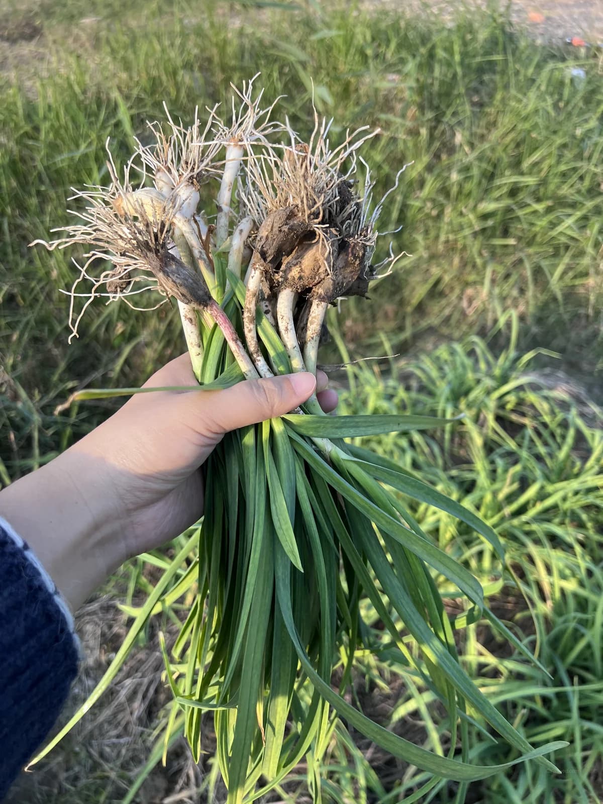 'Geisha' Garlic Bulbs — Rare Japanese Heirloom Variety - Alt