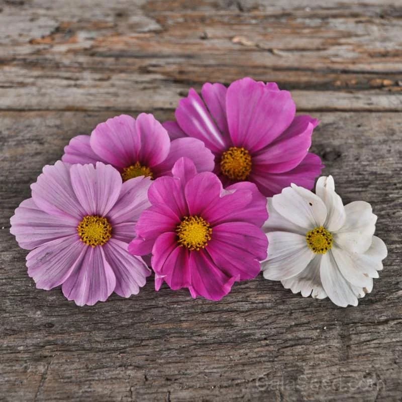 Sensation Mix Cosmos Seeds — Vibrant Summer Bloom Mix - Main