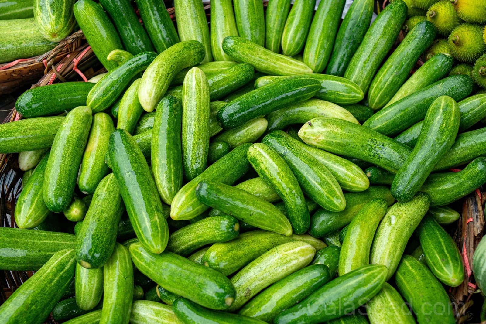 Marketmore 76 Slicing Cucumber Seeds — High-Yield Garden Fruit - View 3