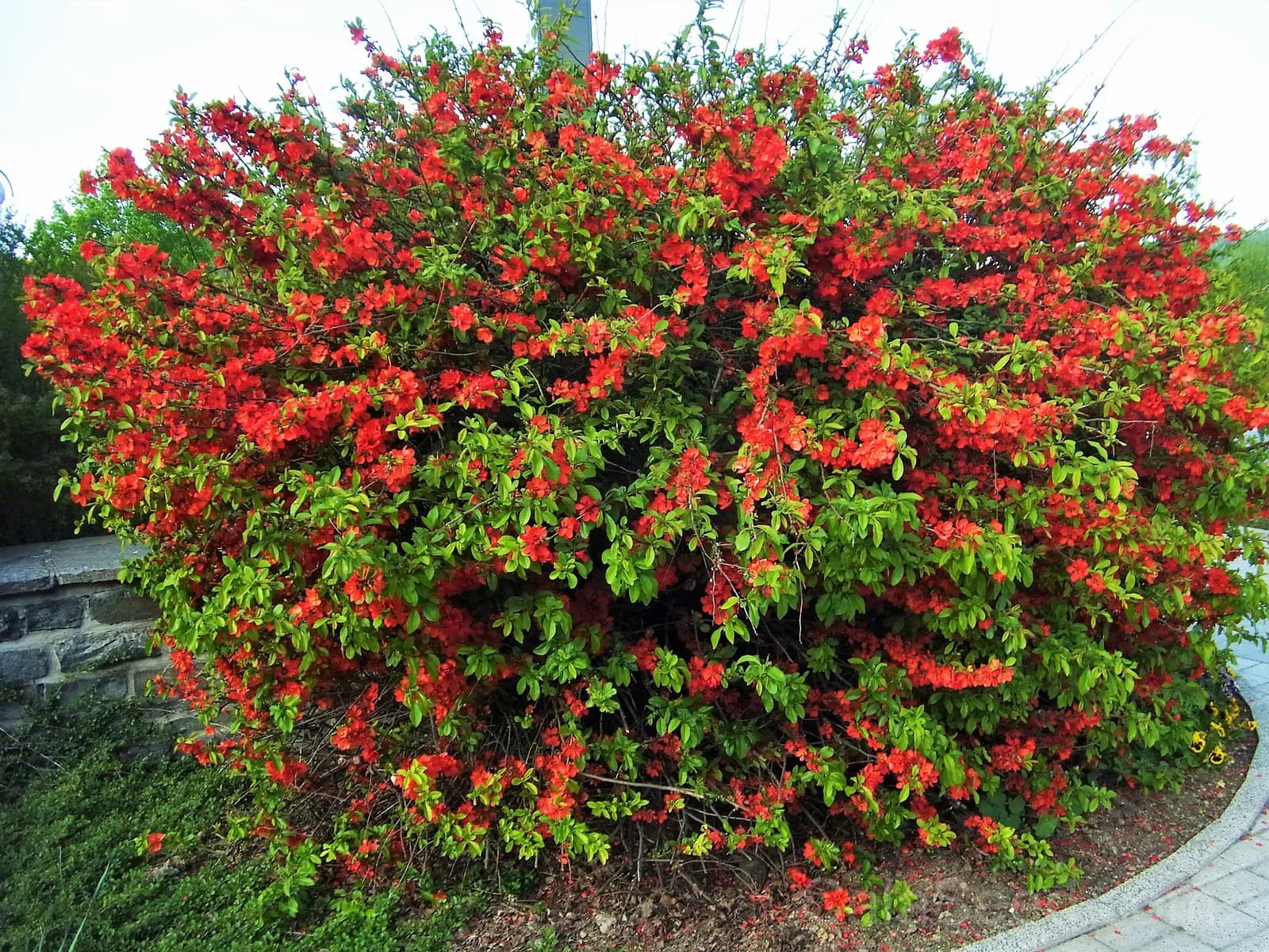 Red Flowering Dwarf Quince 'Chaenomeles Japonica' Seeds — Scarlet Ornamental Shrub - View 8
