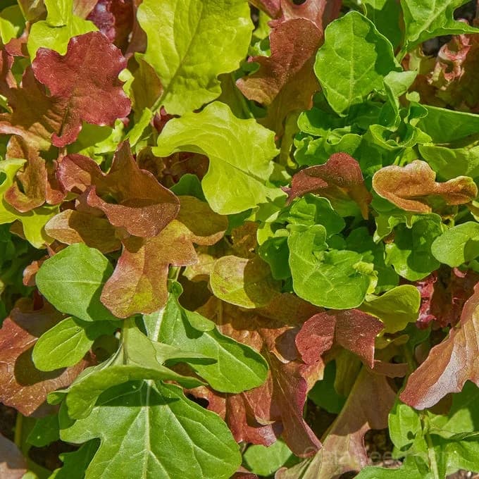 Mesclun Salad Mix Seeds — Gourmet Baby Greens Blend - Alt