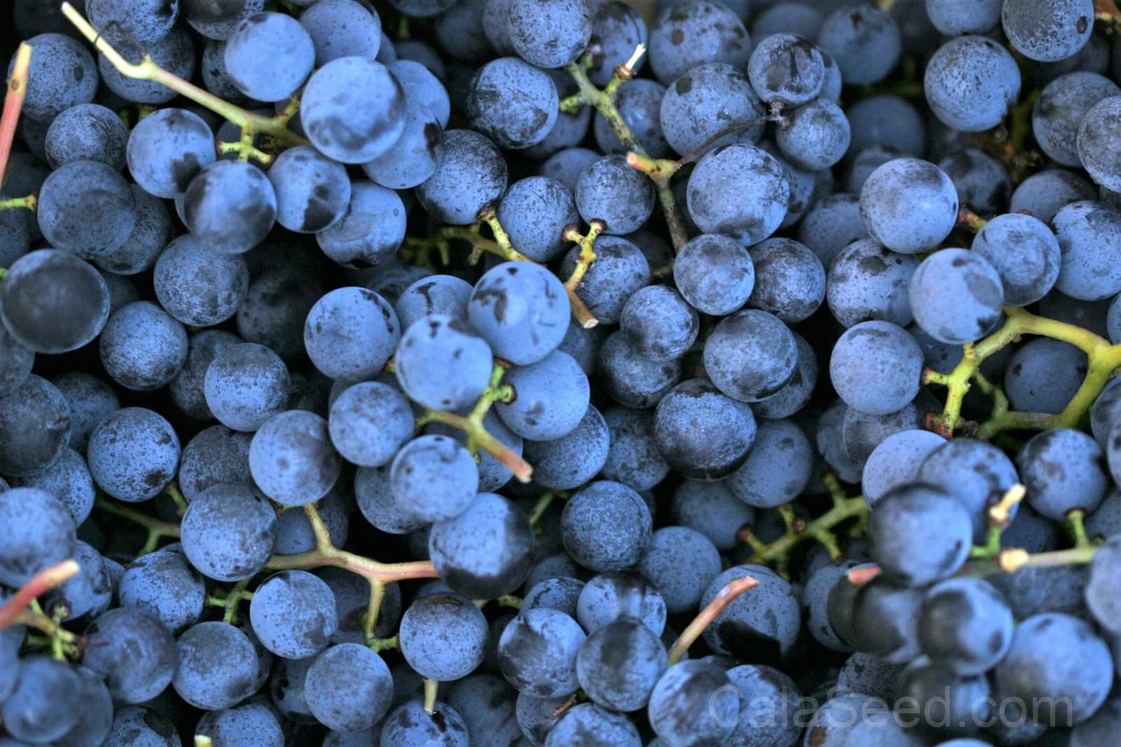 Concord Grape 'Purple' Seeds — Classic North American Vine - View 4