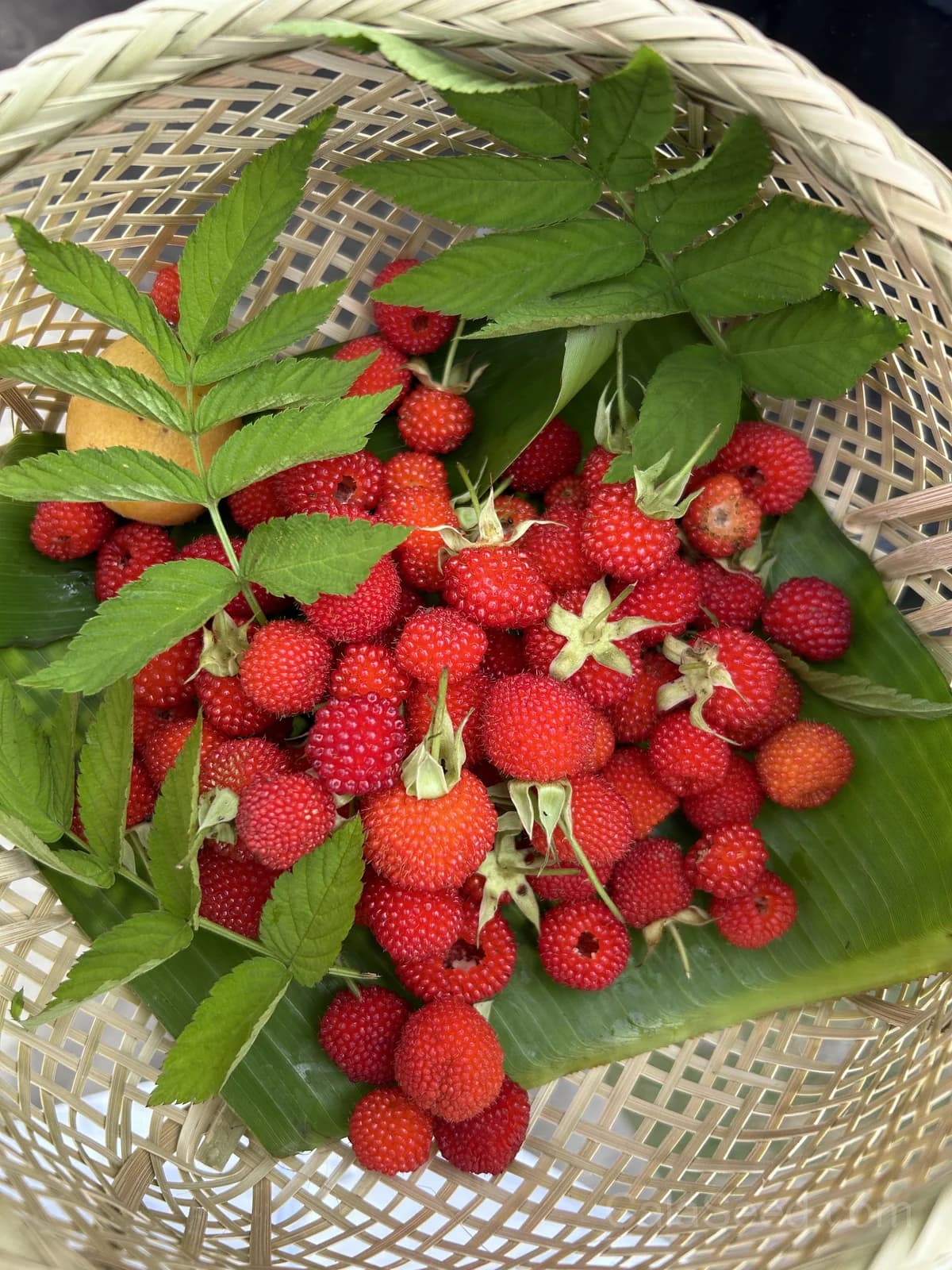Raspberry 'Ruby Red' Seeds — Sweet Home Garden Fruit - Main