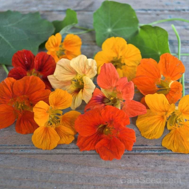 Gleam Mix Nasturtium Seeds — Vibrant Edible Flowers - Main
