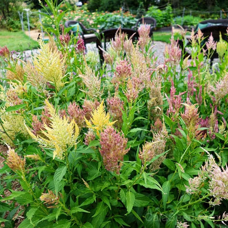 Shimmer Celosia Seeds — Iridescent Plume Blooms - View 4
