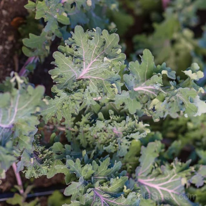Kale 'Storm Blend' Seeds — Cold Hardy Leafy Greens - Alt