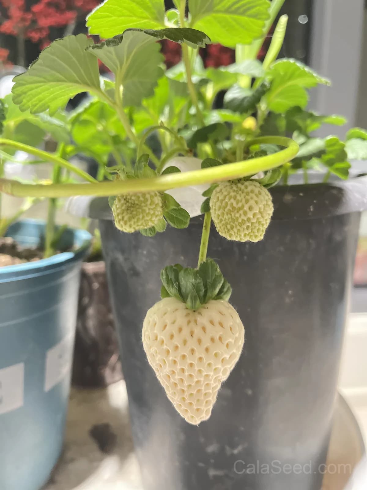 White Soul Strawberry Seeds — Alpine Berry Fragaria Vesca - View 2