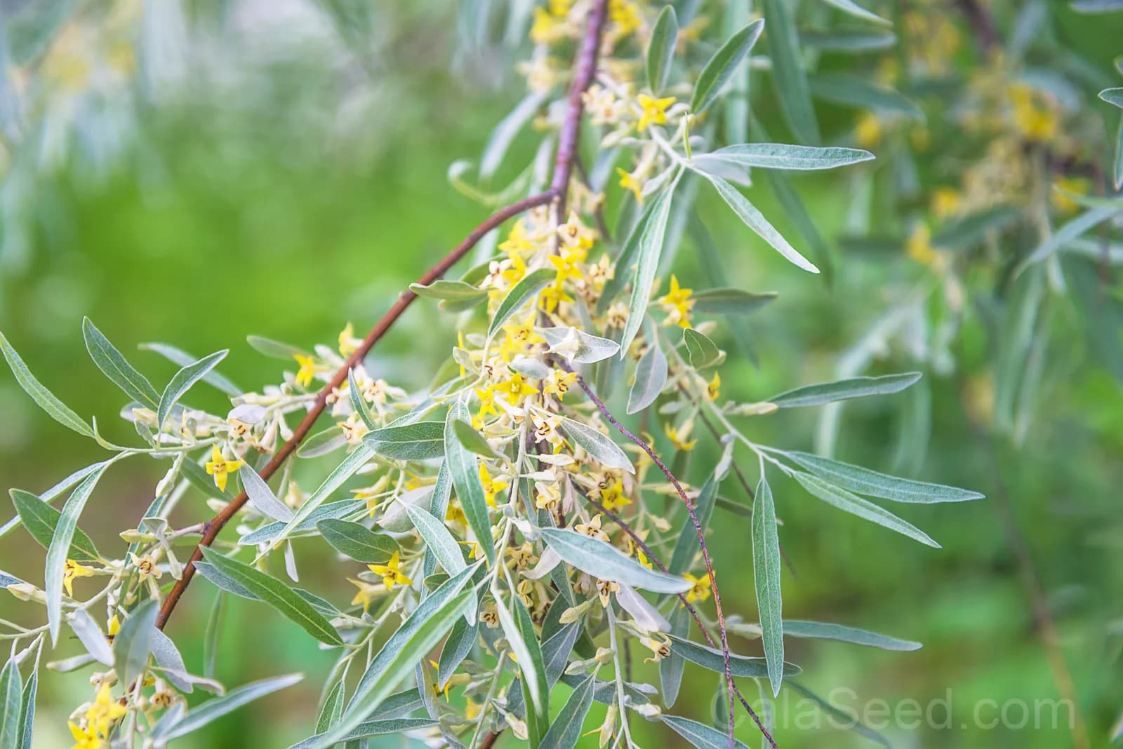 American Silverberry 'Wolf Willow' Seeds — Edible Wild Berry Shrub - Main