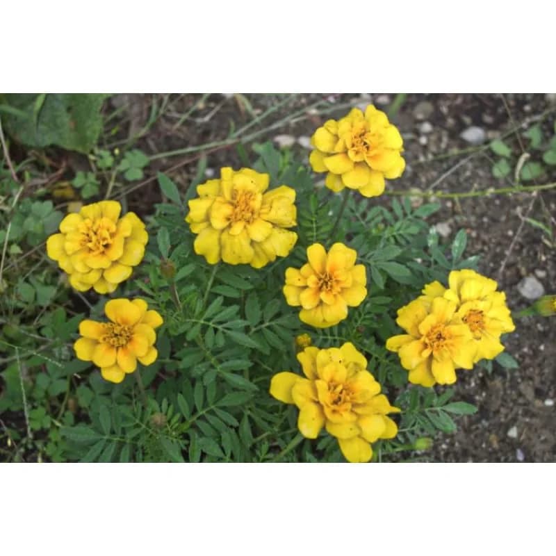 Safari Yellow Marigold Seeds — Bright Golden Blooms - Alt