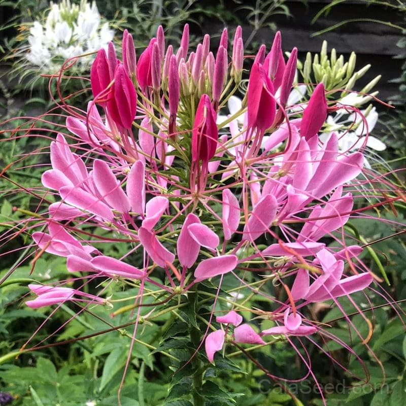 Cleome 'Rose Queen' Seeds — Tall Spider Flower Blooms - Main