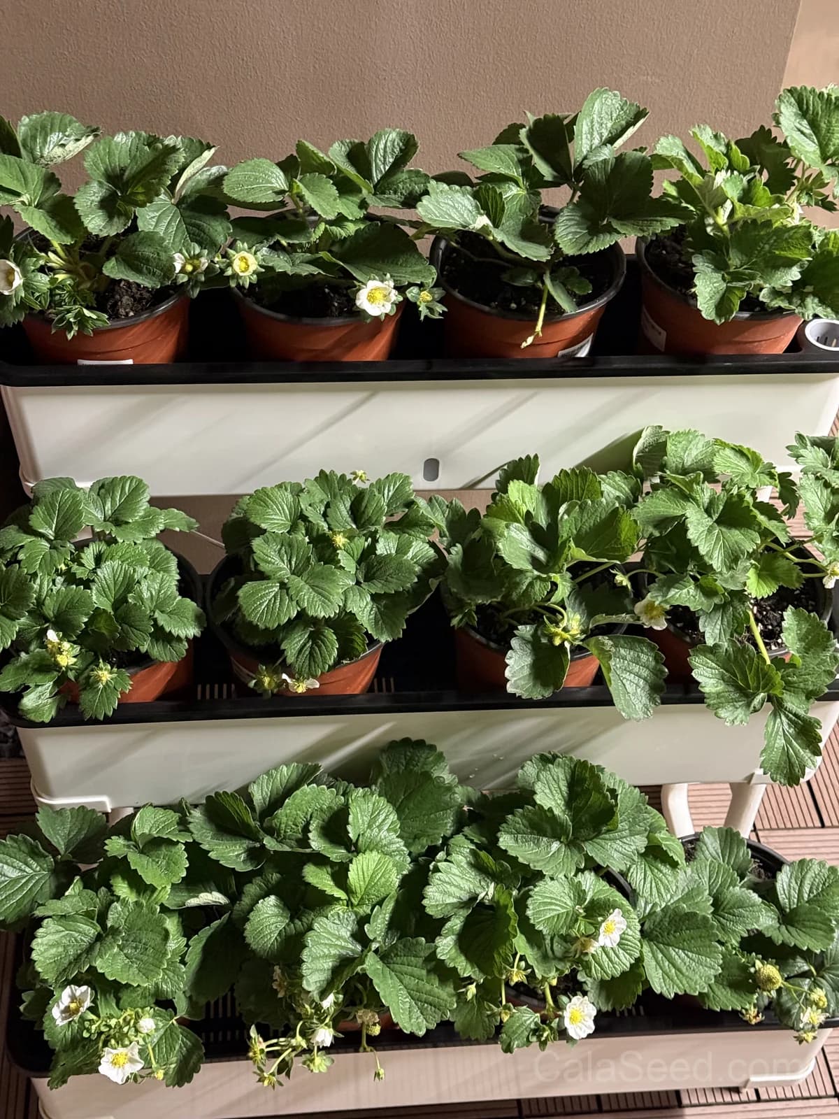 Strawberry 'Red 'N' Juicy' Seeds — Sweet Homegrown Fruit - View 2