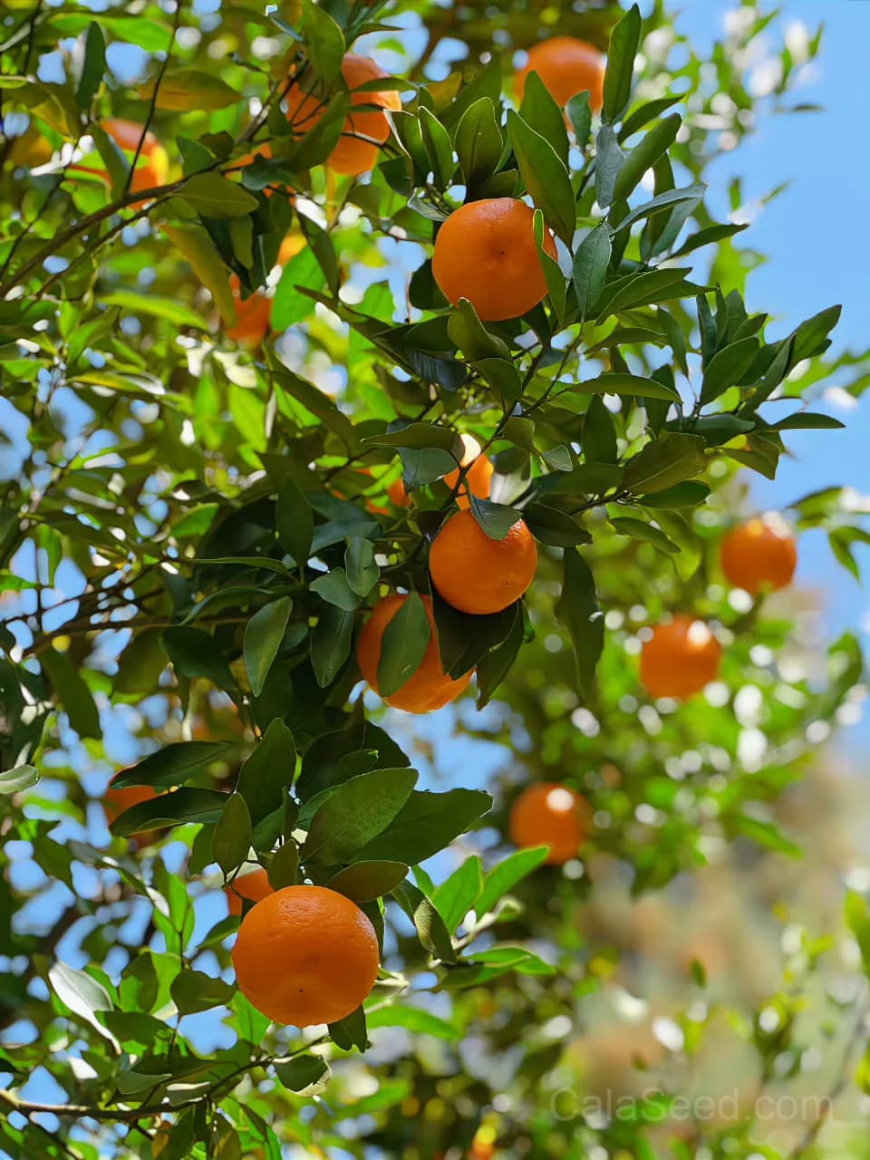 Mandarin 'Orange' Seeds — Sweet Citrus Fruit - Alt