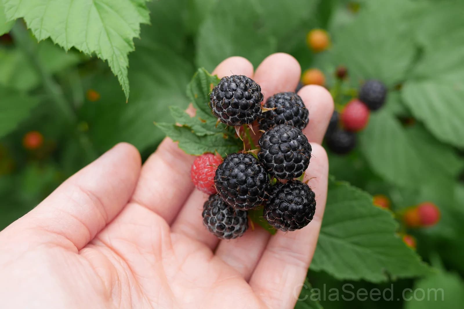 Pacific Blackberry 'Trailing' Seeds — Native Vining Fruit Berry - View 5