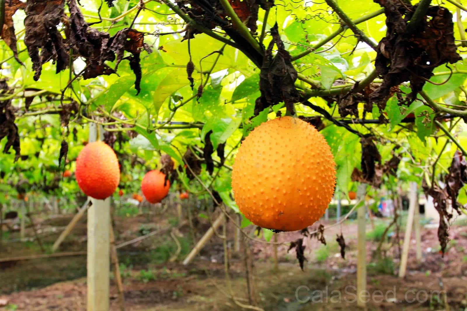 Gac Melon 'Momordica Cochinchinensis' Seeds — Nutrient-Rich Superfruit Vine - View 4