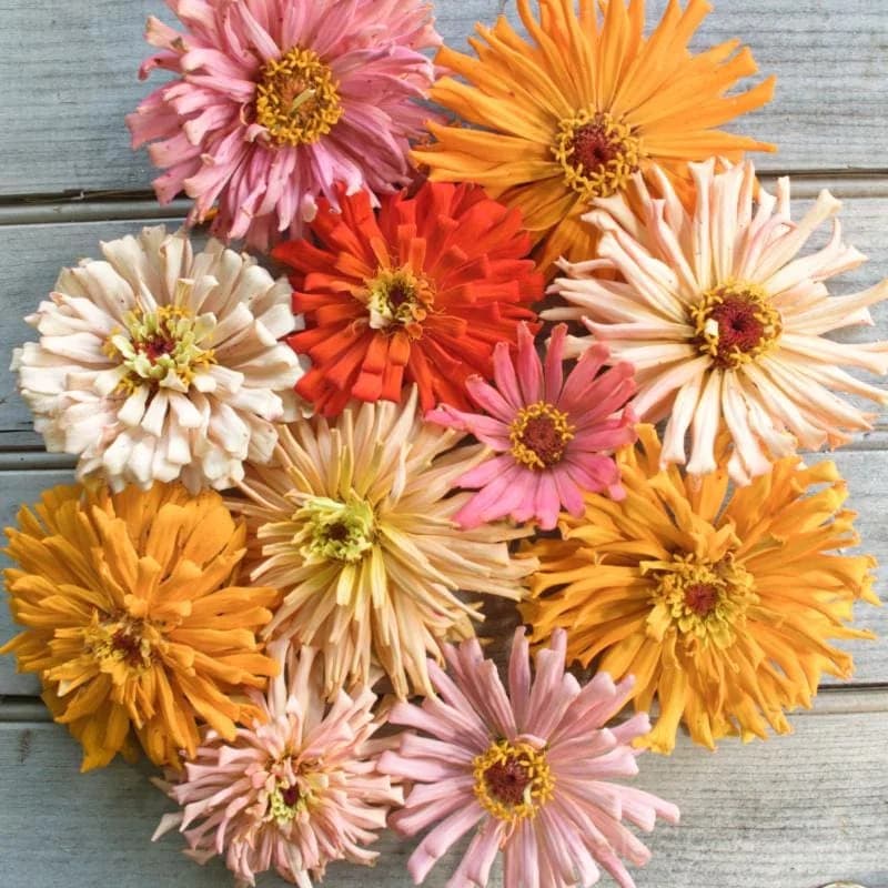 Cactus Flower Mix Zinnia Seeds — Vibrant Drought-Tolerant Blooms - View 6
