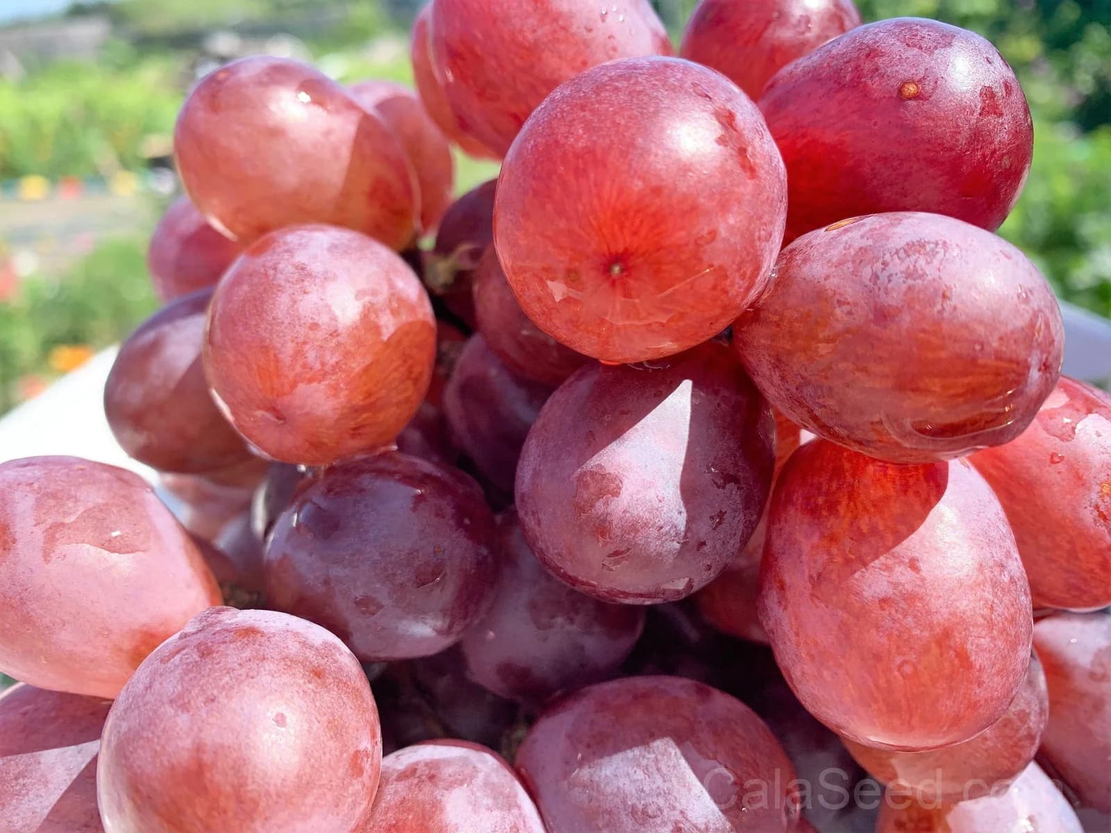 Giant Red Globe Grape 'Vitis Vinifera' Seeds — Large Sweet Fruit Vine - View 5