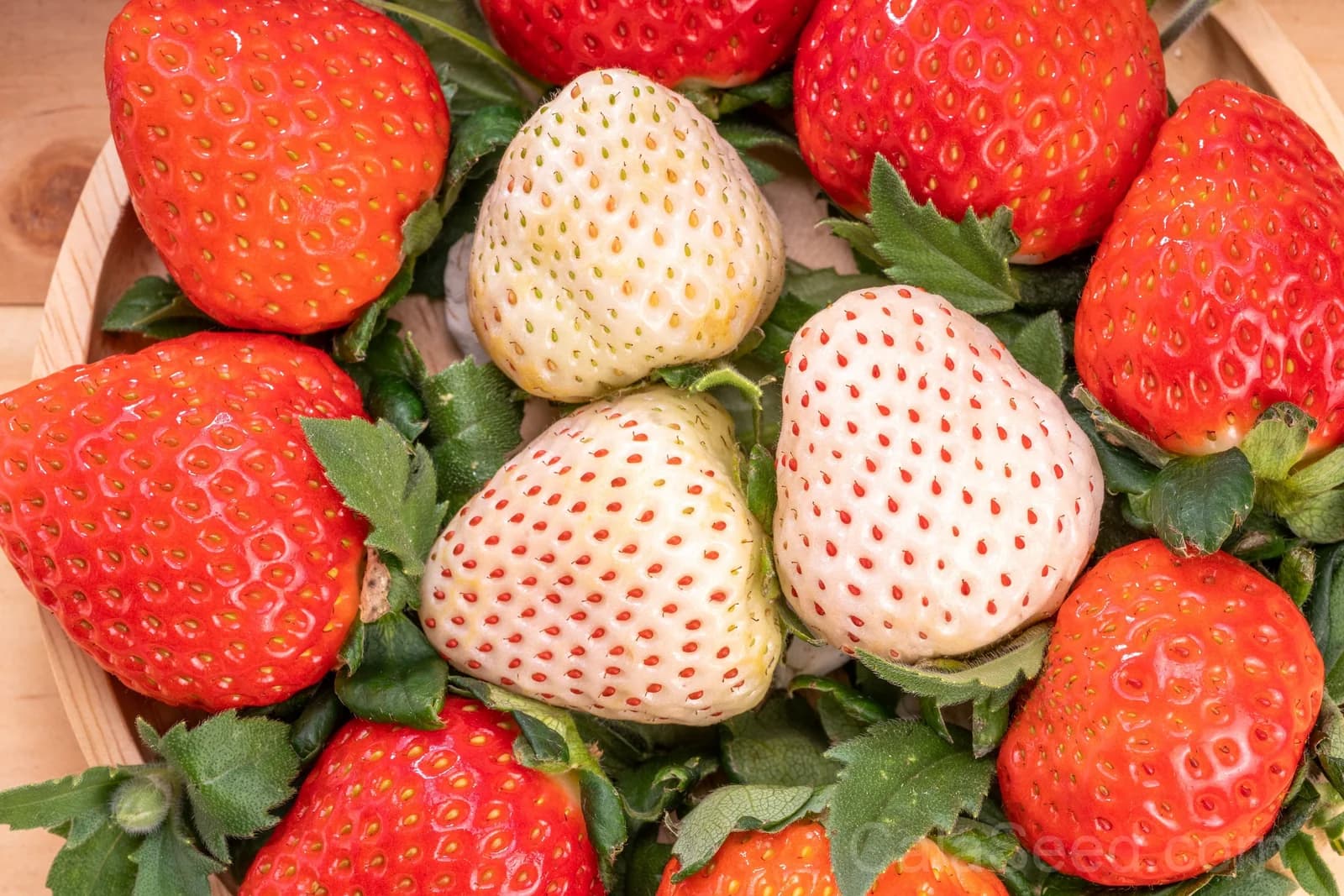 White Soul Strawberry Seeds — Alpine Berry Fragaria Vesca - View 4