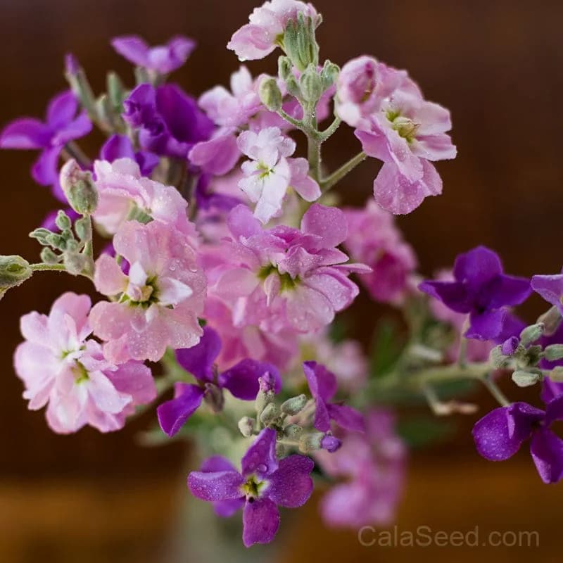 Stock 'Mammoth Excelsior' Seeds — Fragrant Mixed Bloom - View 1