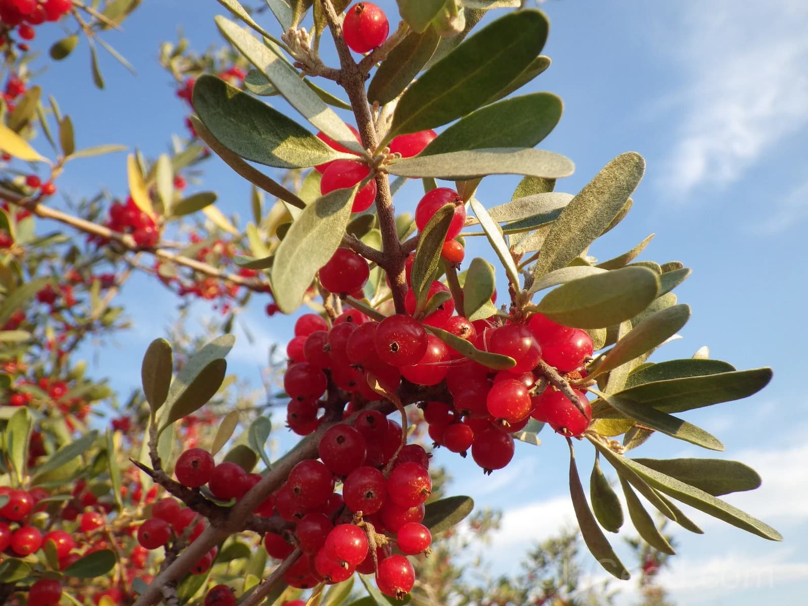 Silver Buffaloberry 'Shepherdia Argentea' Seeds — Native Red Berry Shrub - View 8