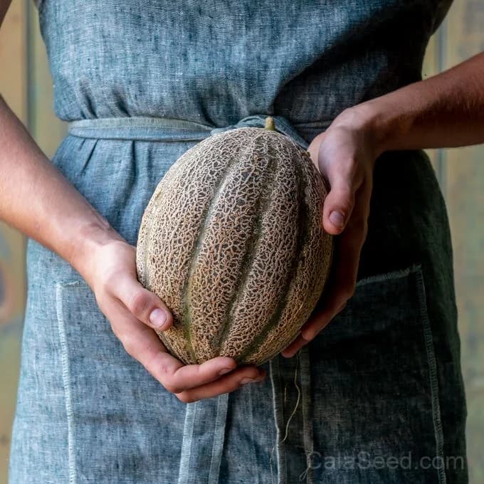 Cantaloupe 'Hearts of Gold' Seeds — Sweet Aromatic Melon - Alt