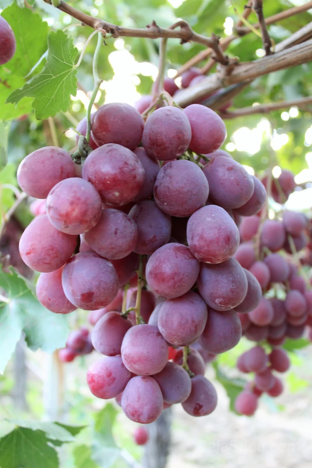 Giant Red Globe Grape 'Vitis Vinifera' Seeds — Large Sweet Fruit Vine - View 3