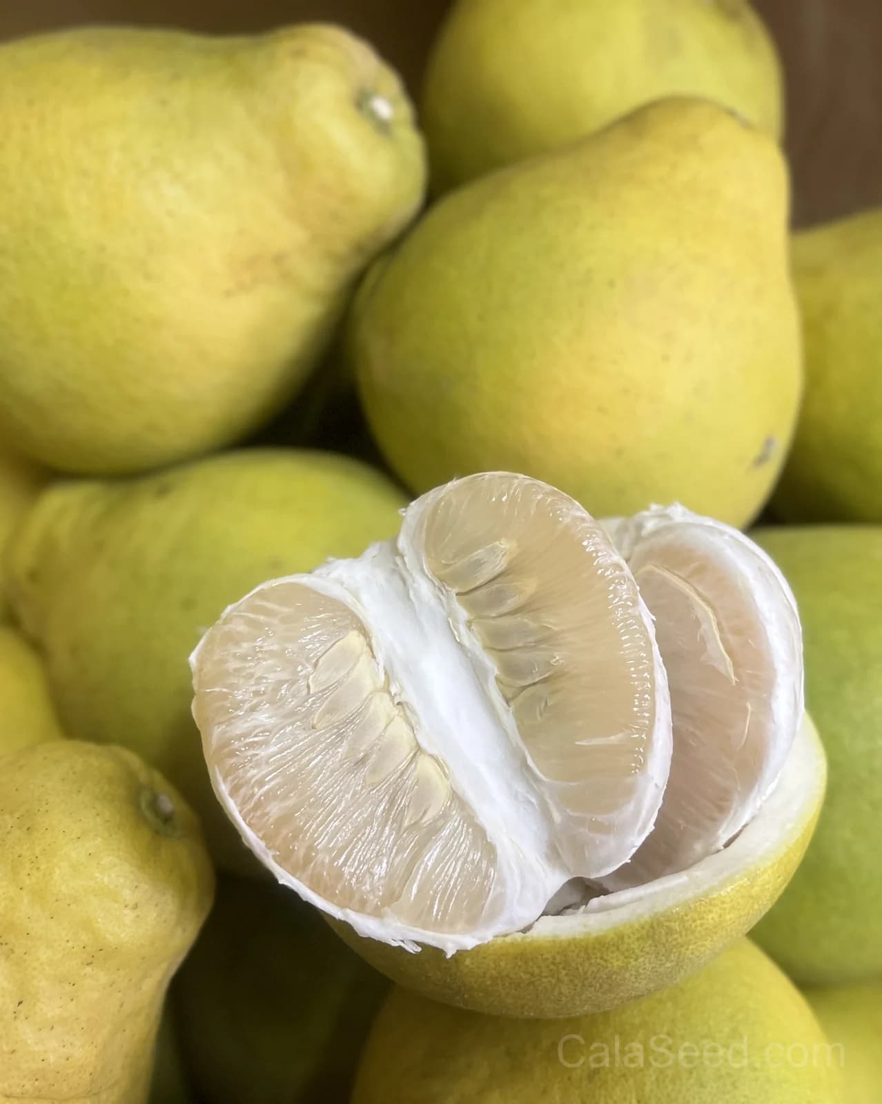 Pomelo 'Chandler' Seeds — Sweet Citrus Giant Fruit - Main