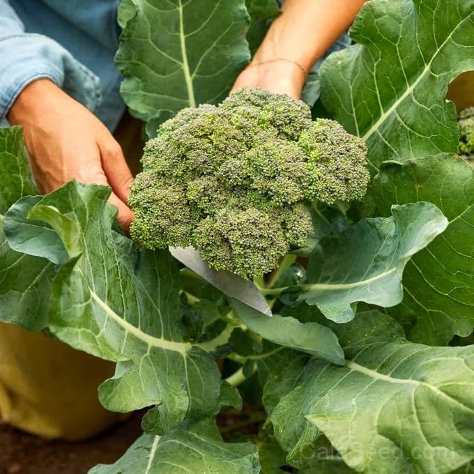 Gypsy Broccoli Seeds — Prolific Purple-Headed Sprouting - View 3