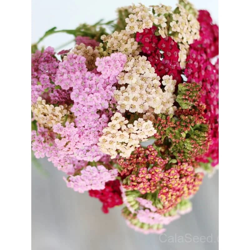Yarrow 'Summer Pastels' Seeds — Mixed Pastel Blooms - View 3
