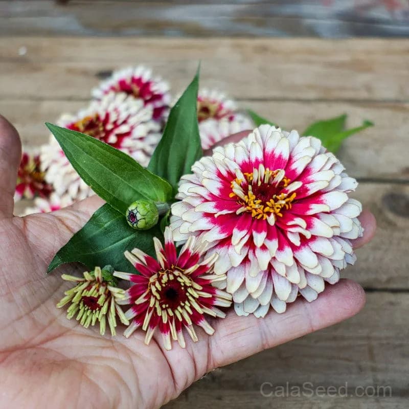 Cherry & Ivory Swizzle Zinnia Seeds — Bicolor Heirloom Cut Flower - View 2